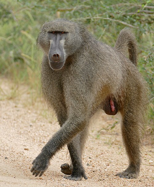 Chacma baboon